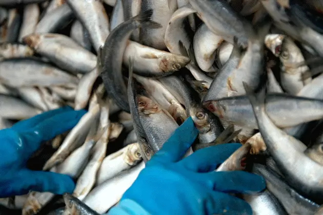 Officials Worry About Future For Herring On Lake Superior