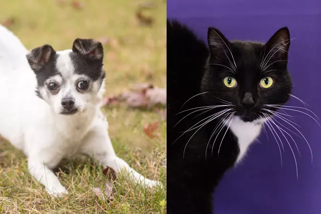 Tri-County Humane Society Pet Patrol: Patcho and Timmy