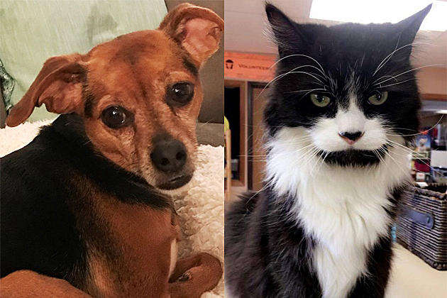 Tri-County Humane Society Pet Patrol: Nibbles and Jasmine