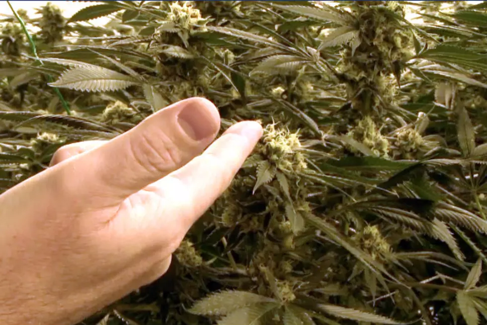 Marijuana Growing Facility Providing Healing For Patients Statewide [VIDEO]