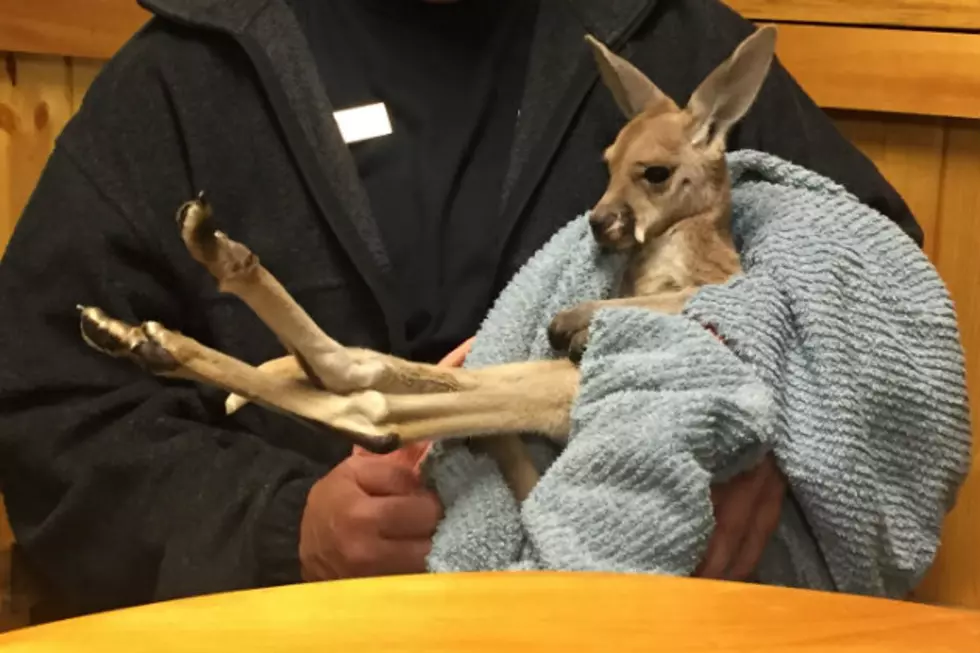 New Baby Kangaroo Just The Start For Pine Grove Zoo [VIDEO]