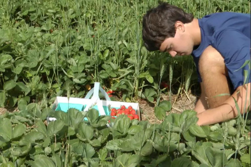 June is Strawberry Picking Season Around Central Minnesota [VIDEO]