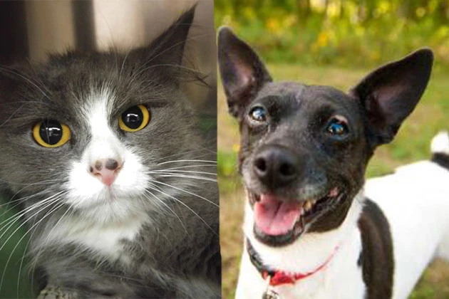 Tri-County Humane Society Pet Patrol: Trixie and Munchkin