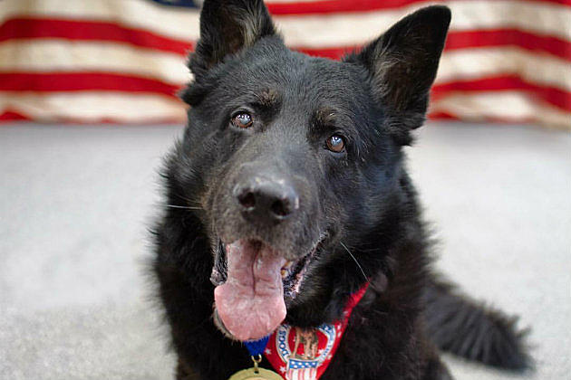 Local Dog Named Finalist in 2017 American Humane Hero Dog Awards