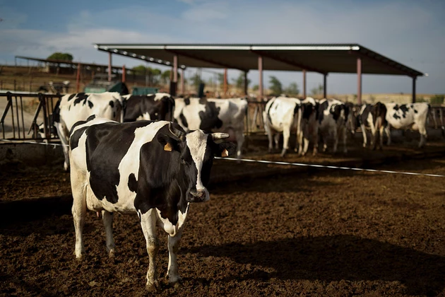 Minnesota Dairy Farmers Say Federal Program is Little Help