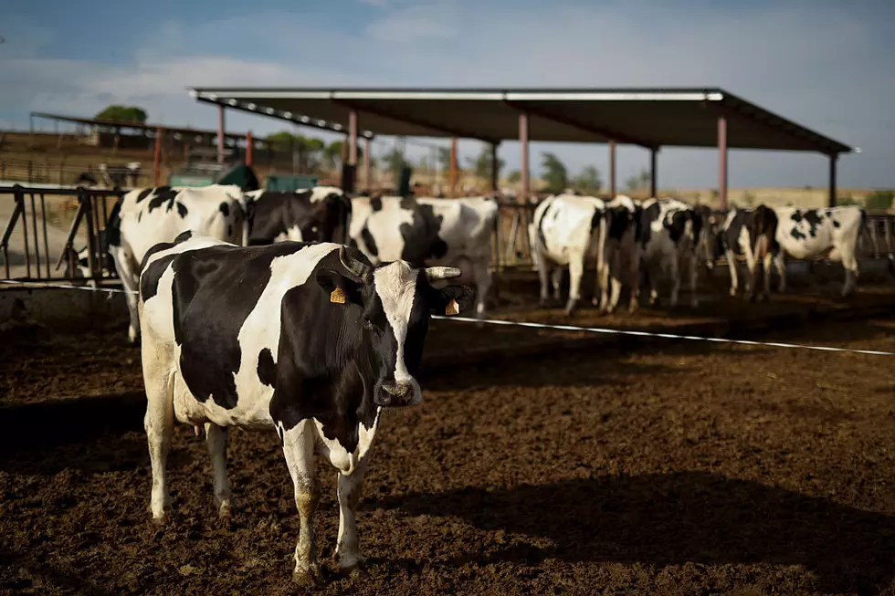Poor Economic Market Continues to Hurt Midwest Dairy Farmers
