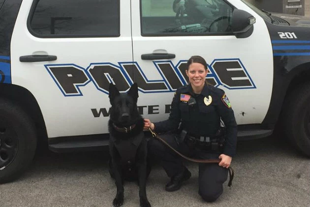 Massachusetts Non-Profit Helps Local Police Dogs Get Home Safe