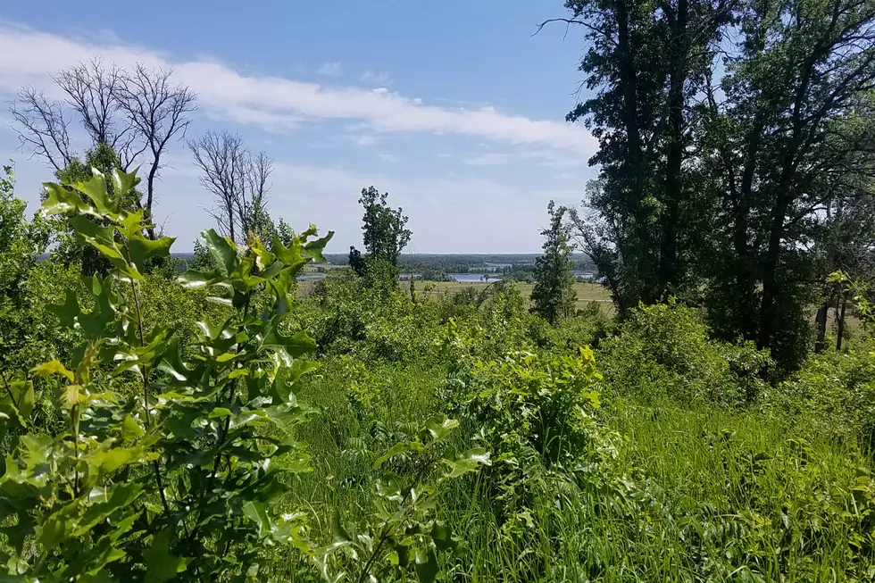 Two Cows Shot on Wildlife Refuge, Sheriff Asking Public for Help