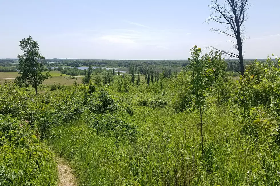 Forest Health Report Gives Glimpse of Minnesota Forest Conditions