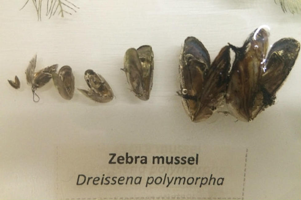 Zebra Mussel in Wright County