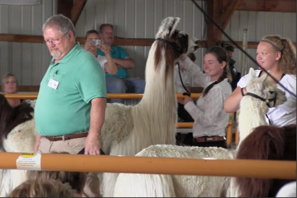 4-H Helps Provide A Lot Of Fun At The Fair [VIDEO]