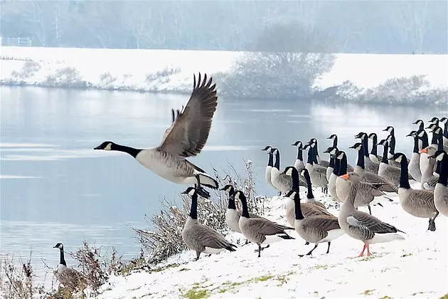 Canada Goose Season to Open September 2 in Minnesota