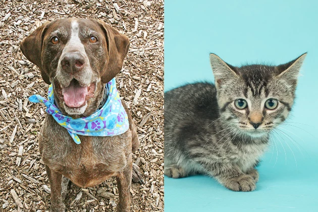 Tri-County Humane Society Pet Patrol: Gaston and Luella