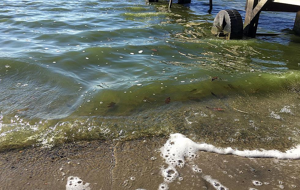 Plan to Save Algae-Plagued Little Rock Lake