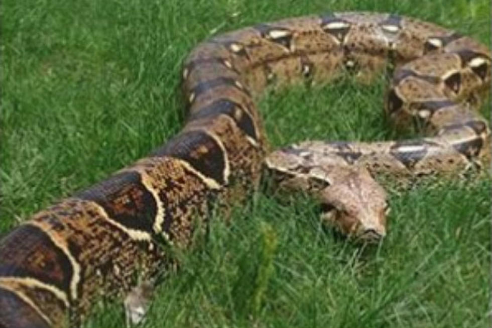 5-Foot-Long Boa Constrictor on the Loose in Princeton