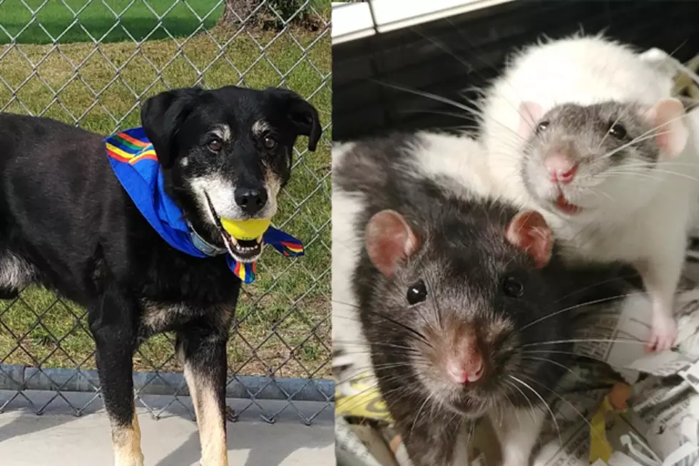 Tri-County Humane Society Pet Patrol : Milo & Theo and Spatz