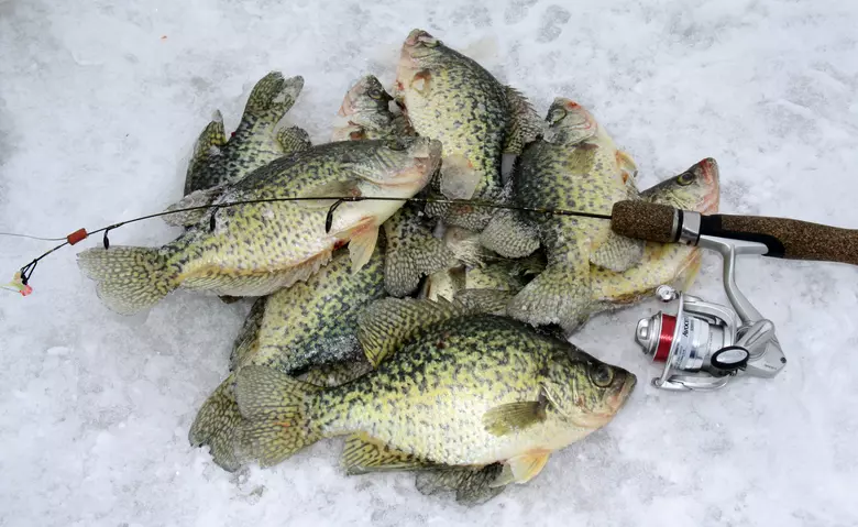 How to Find Crappie with Down Imaging and GPS (Late Summer Crappie