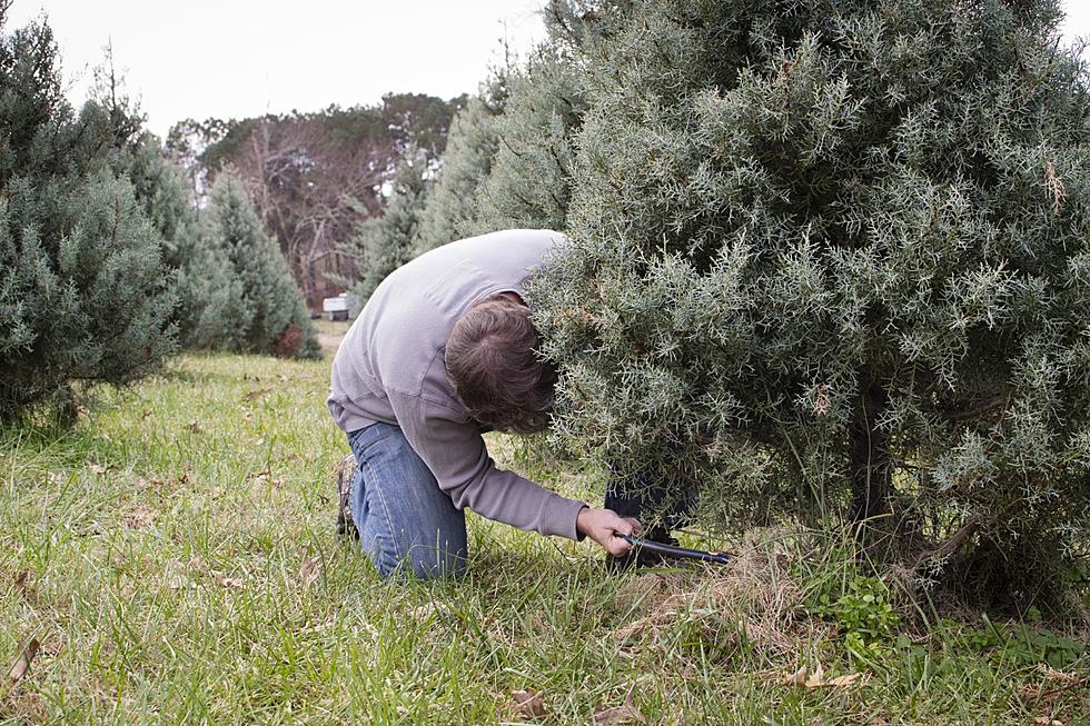 Is There Really a Christmas Tree Shortage this Year?