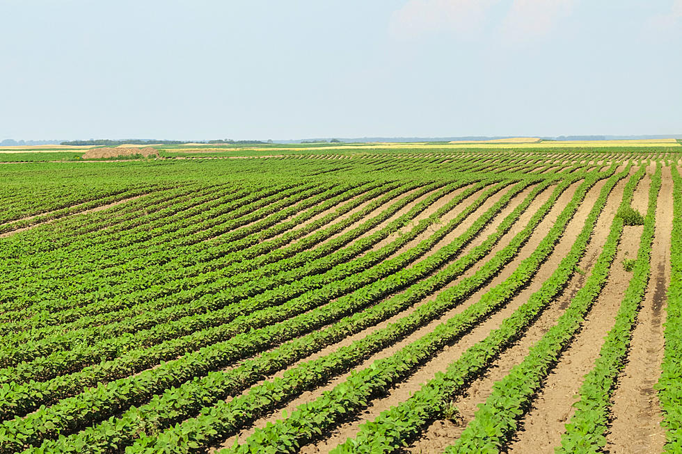 Hailstorm Destroys Thousands of Acres of Crops