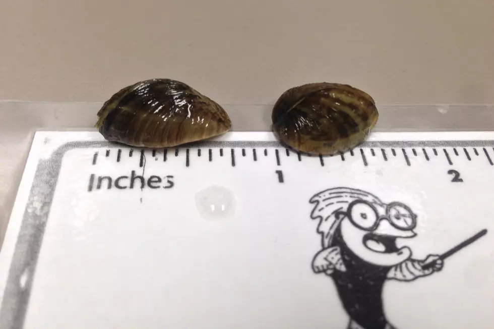 Zebra Mussels Discovered in a New Stearns County Lake
