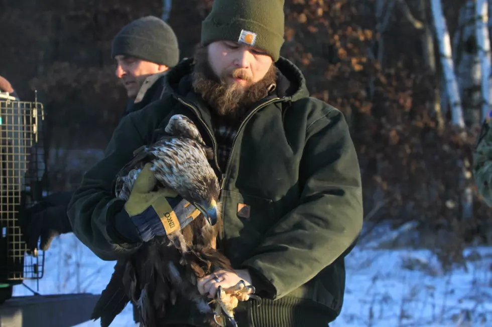 Golden Eagle Released Back Into the Wild at Camp Ripley