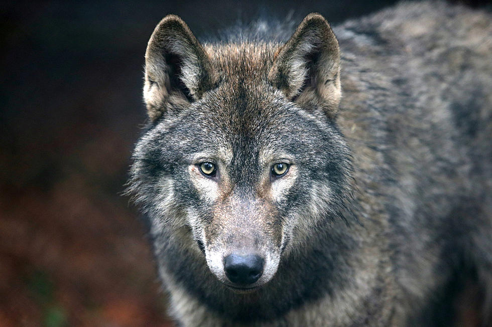 DNR Taking Input on Wolf Management Plan Update