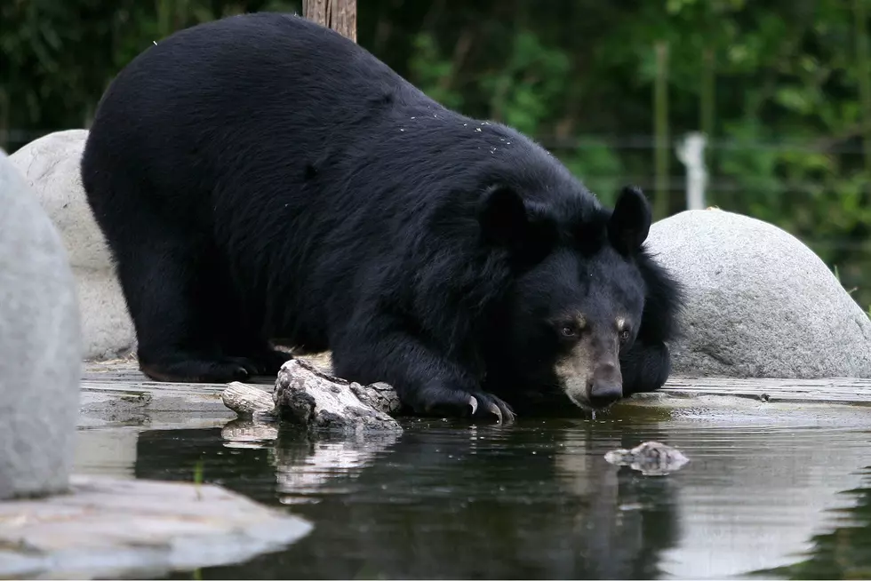 Minnesota DNR Offers New Way to Report Bear Sightings