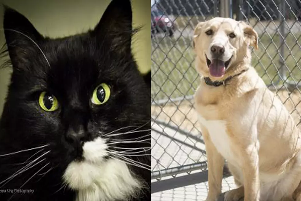 Tri-County Humane Society Pet Patrol: Bummy & Dustin