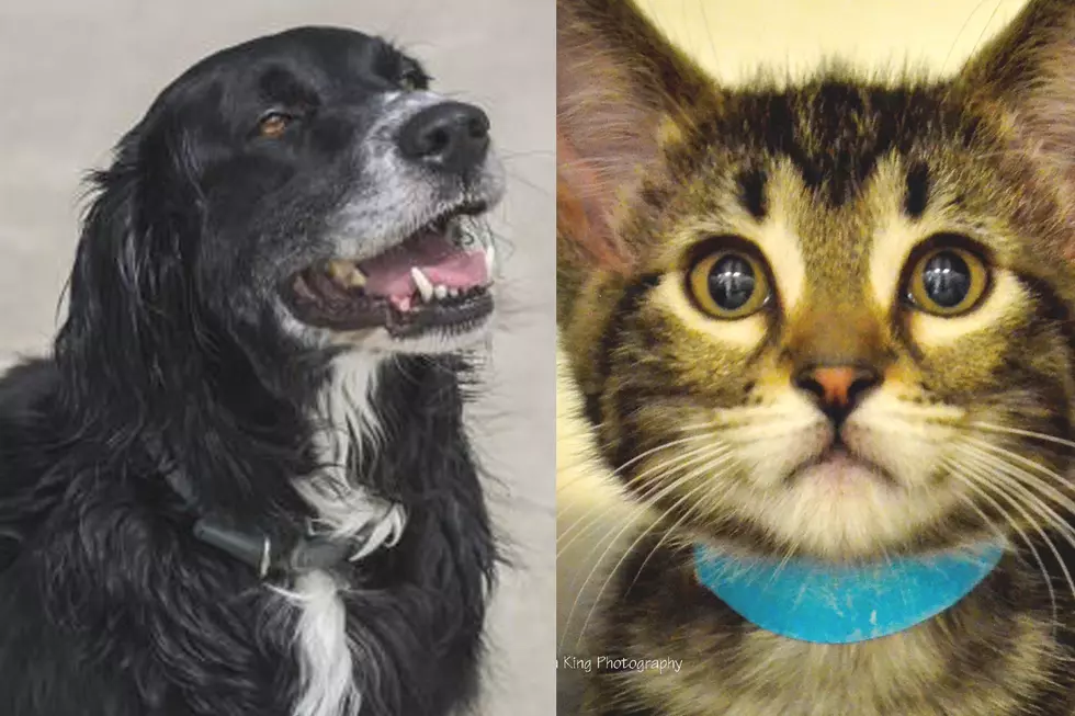 Tri-County Humane Society Pet Patrol: Emmett & Maggie