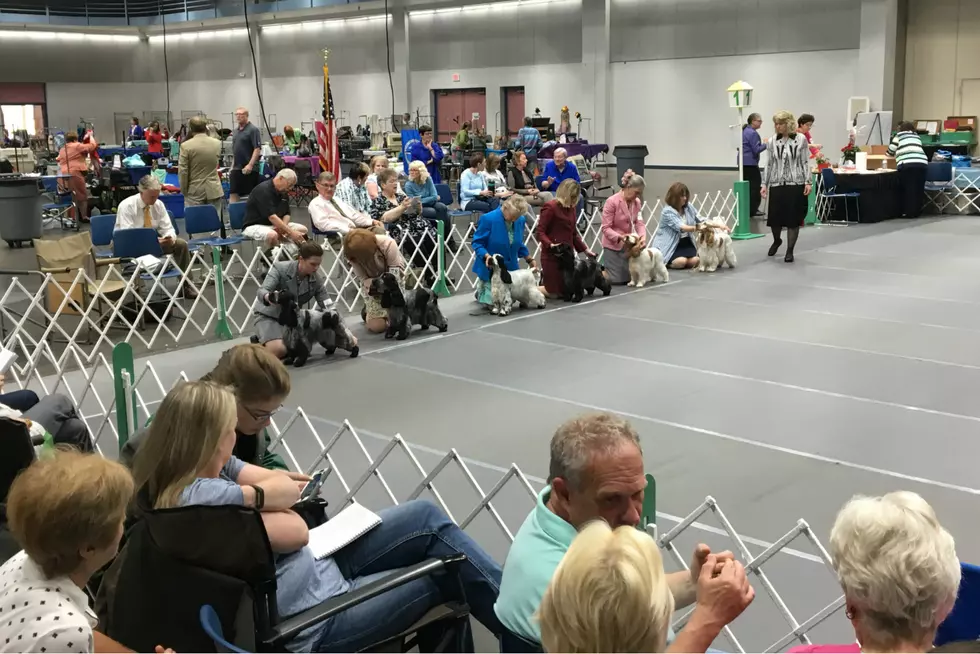Dogs, Handlers Gather In St. Cloud For National Dog Show [VIDEO]