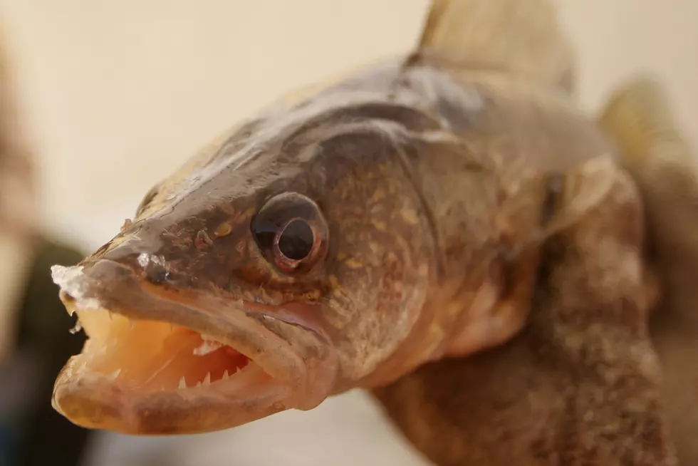 DNR Considering Proposal to Relax Walleye Limits on Leech Lake