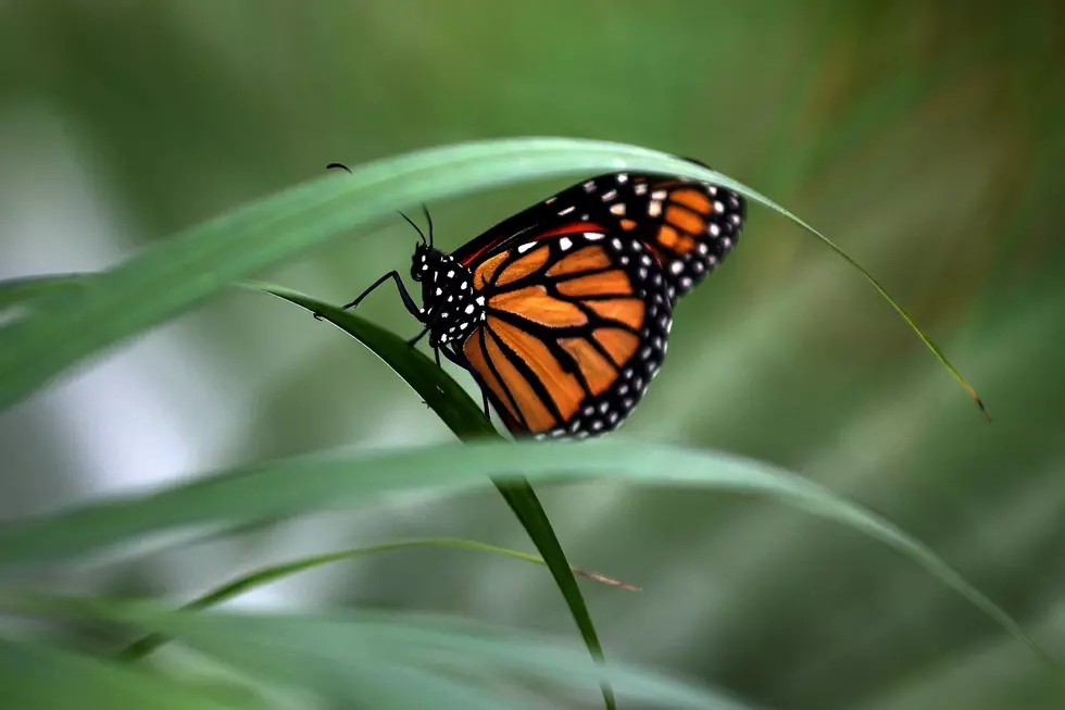 Quiet Oaks Holding Annual Butterfly Release Sunday