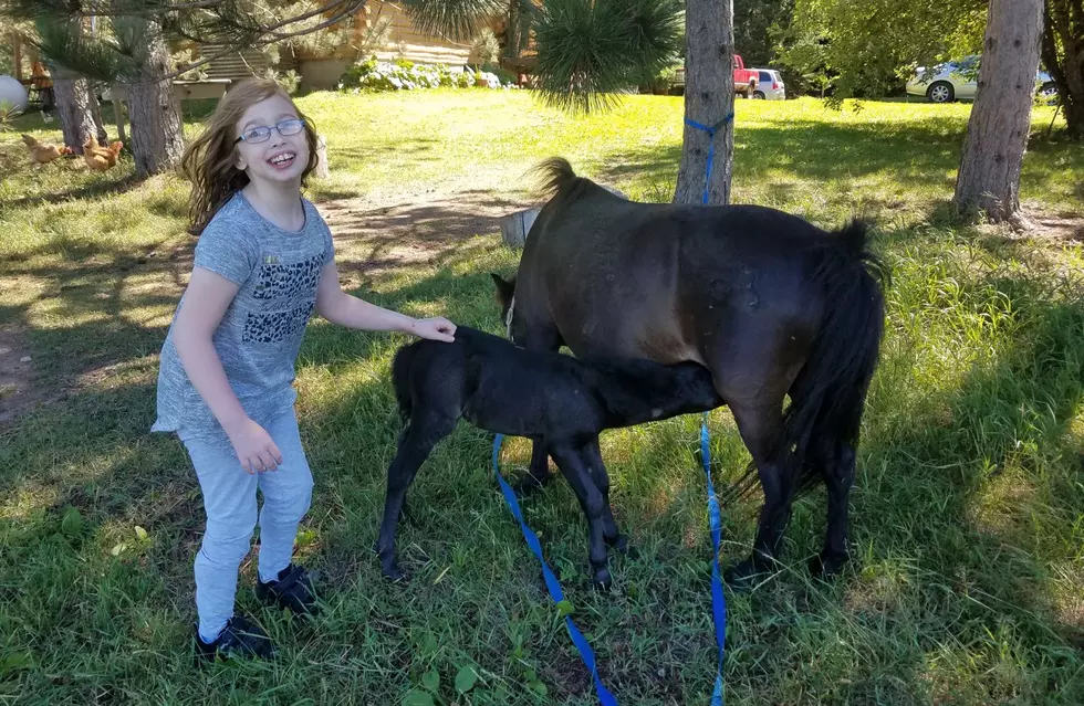 Benton County Farm Using Horses to Help People Heal