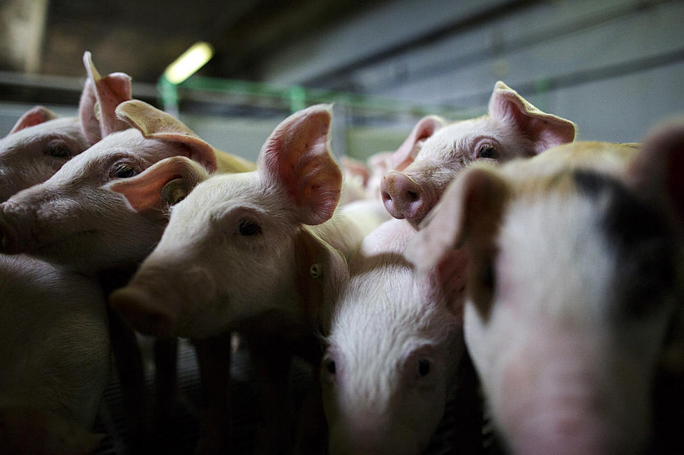 Semi Crash Sends Hogs Spilling Onto Highway 169