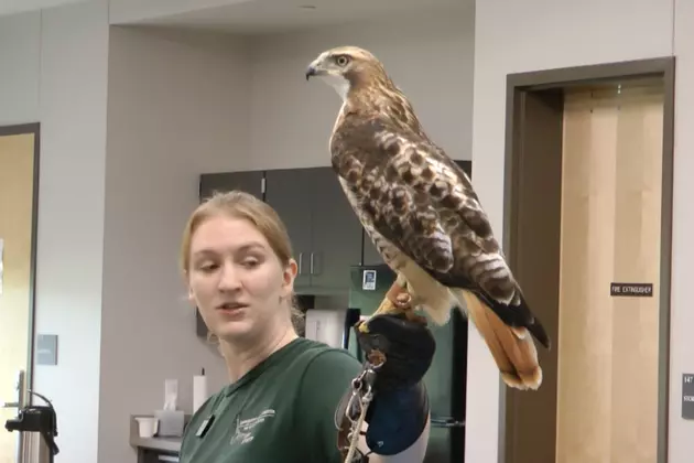 Hawk That Lived for Days With Arrow in Leg Euthanized