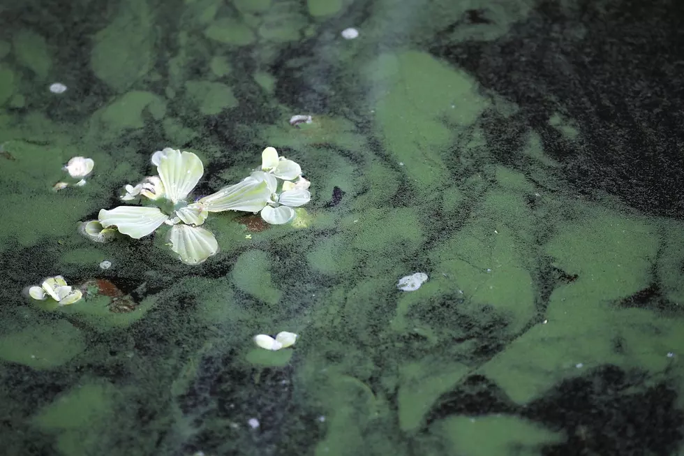 Researchers Look Into Lake Superior Algae Bloom
