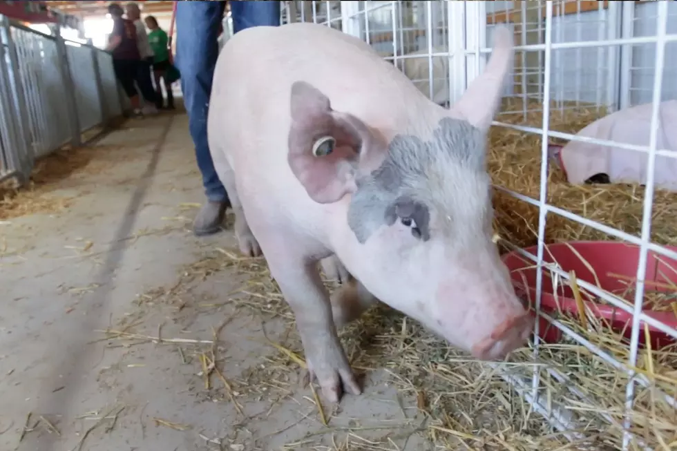 Young Pig Trainer Earns Blue Ribbon At Benton County Fair [VIDEO]