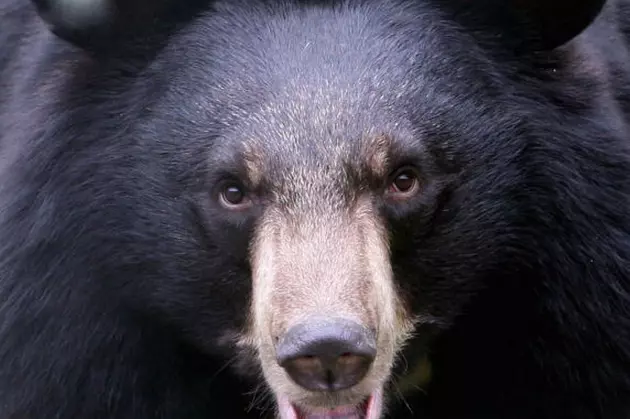 Judge Sends Man to Prison for Beheading Bear on Reservation