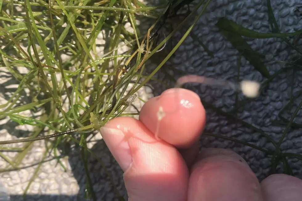 Starry Stonewort Discovered in Mississippi River