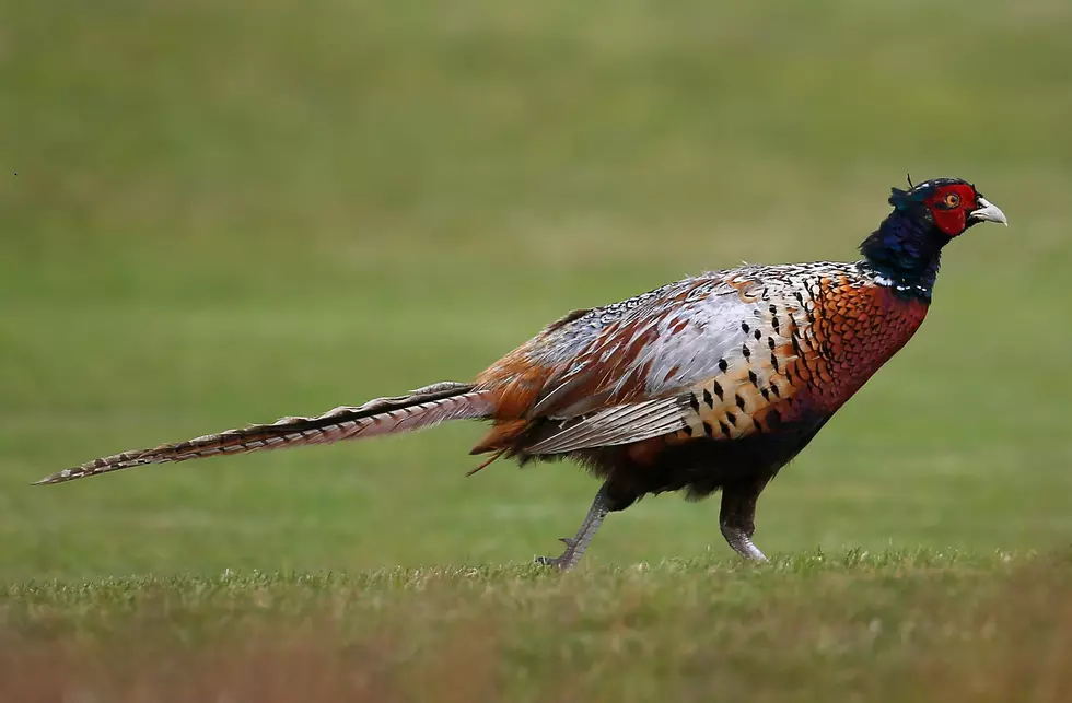 DNR Survey Points to Higher Pheasant Numbers for 2018 Season