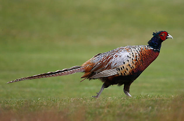 Pheasant Numbers Down with Hunting Season Starting Saturday