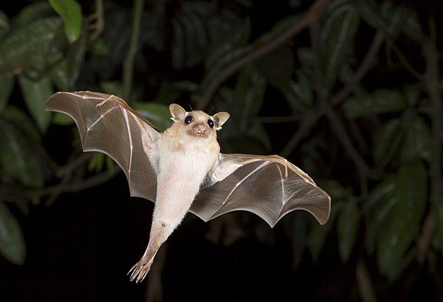 Rabid Bat Found in Benton County