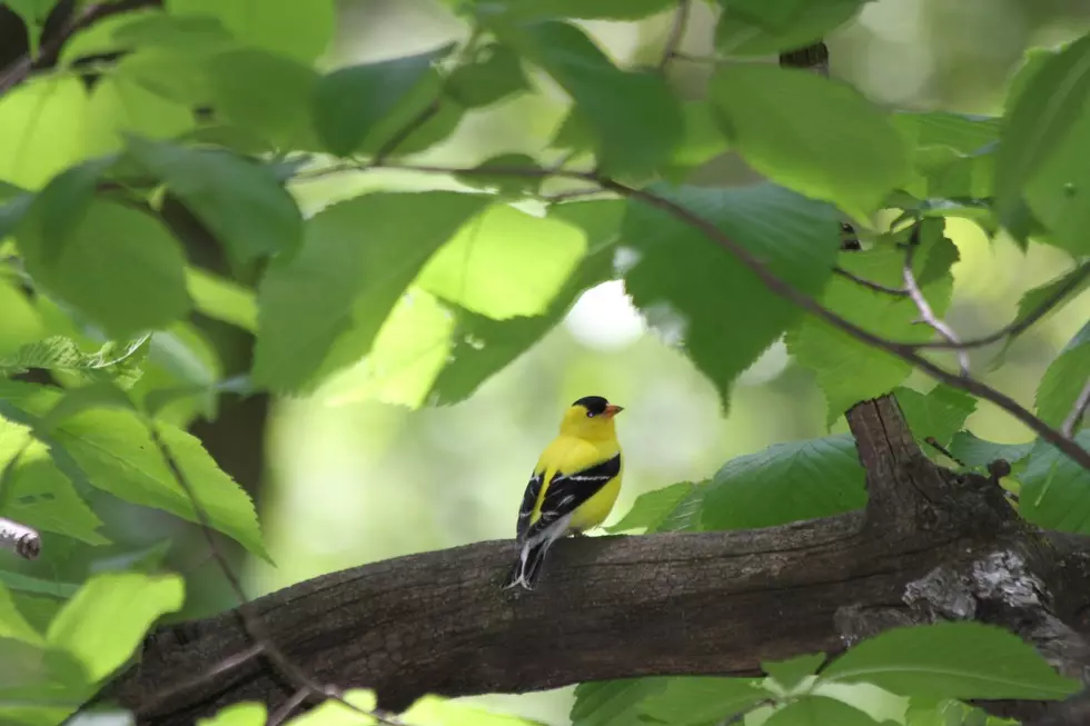 Tipsy Birds Flying Into Windows, Cars in Northern Minnesota