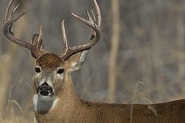 DNR Finds More Carcass Disposal Bins as Deer Season Nears