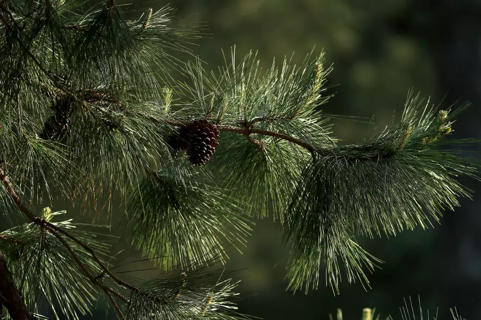 States Trying to Stop Invasive Evergreen-Eating Bug&#8217;s Spread