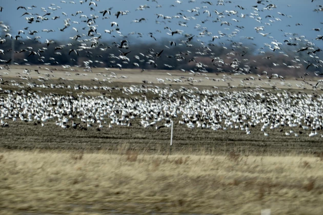Snow Goose Hunting: A Feast or Famine Affair