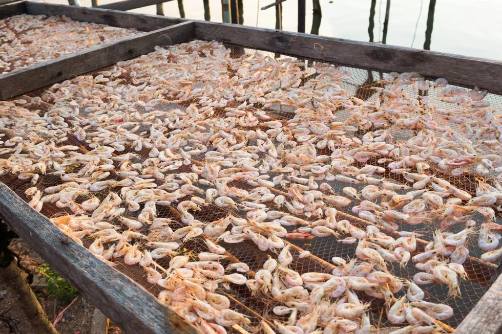 Indoor Shrimp Company Picks South Dakota Over Minnesota
