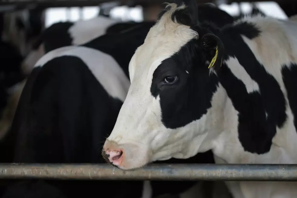 Benton County Dairy Herd has Minnesota’s First Case of Bird Flu