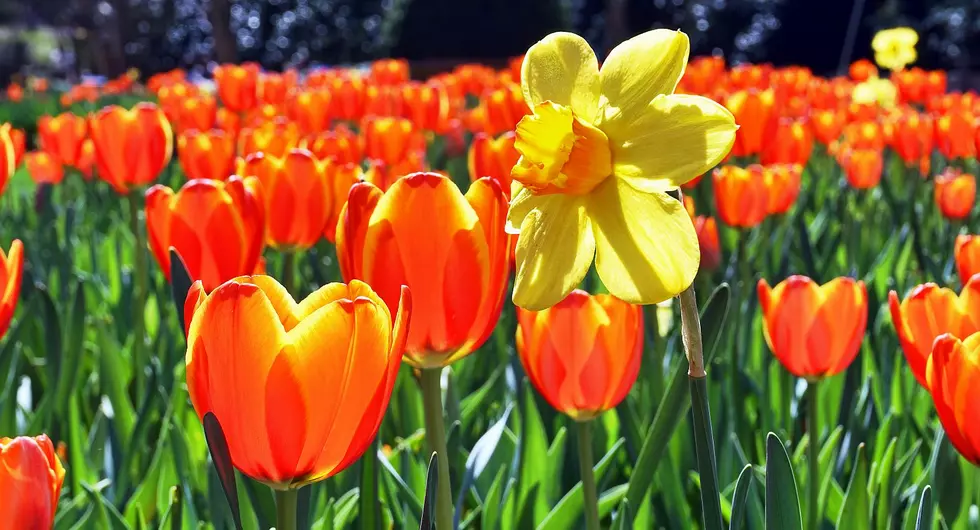 ‘Stick build’, Tulip Bloom Coming to MN Landscape Arboretum