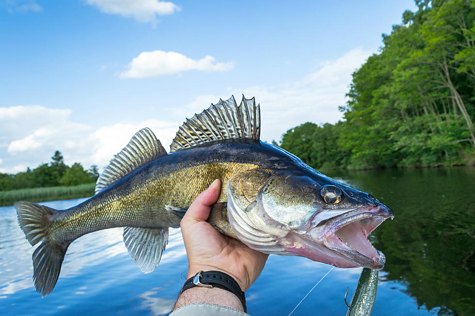 Minnesota DNR Expands Slot Limit for Mille Lacs Walleye
